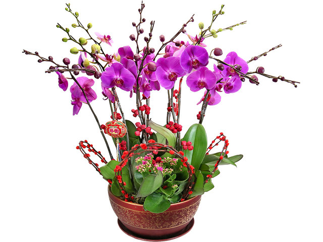 Orchids - Orchid for 12 - Super Large Orchid OZ15 - P2371 Photo