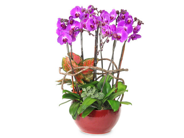 Orchids - Orchids Decor Plant  PH26 - L76610670 Photo