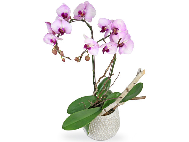 Orchids - Orchids Decor Plant D16 - L8997 Photo