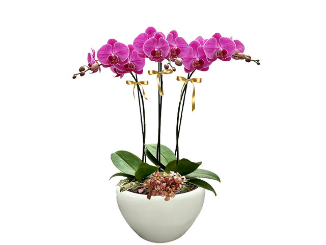 Orchids - Orchids ND64 - OD1204A1 Photo