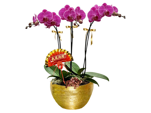 Orchids - Orchids ND64 - OD1204A1 Photo