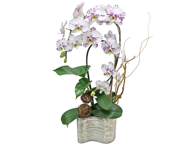Orchids - Orchids Vase Florist Gift  PH20 - L76606985 Photo