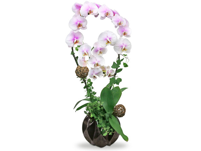 Orchids - Orchids Vase Florist Gift  PH21 - L76606992 Photo
