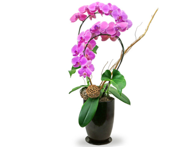 Orchids - Orchids Vase Florist Gift  PH22 - L76606999 Photo