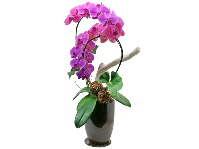 Orchids - Orchids Vase Florist Gift  PH23 - L76607000 Photo