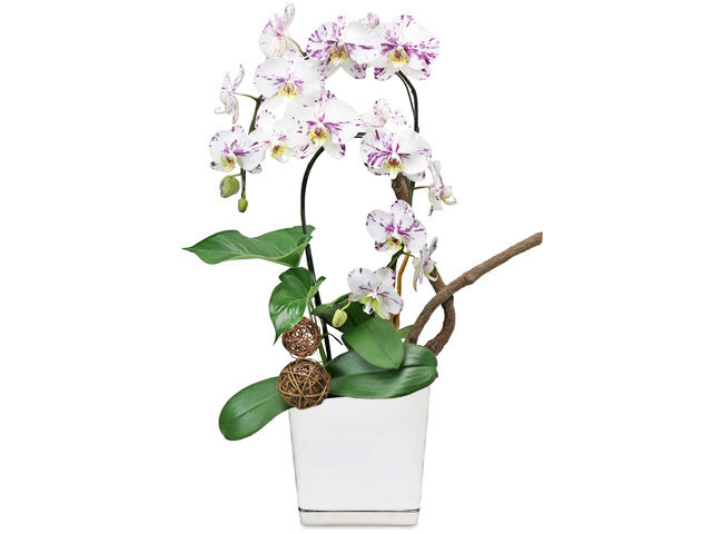 Orchids - Orchids Vase Florist Gift  PH23 - L76607010b Photo