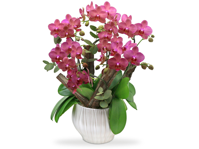 Orchids - Orchids Vase Florist Gift  PH25 - L76607008 Photo