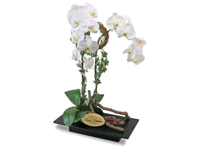Orchids - Orchids Vase Florist Gift  PH27 - L76607404 Photo