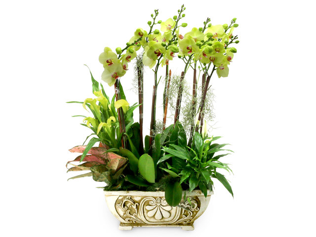 Orchids - Orchids decor plant  R03 - L76609478 Photo