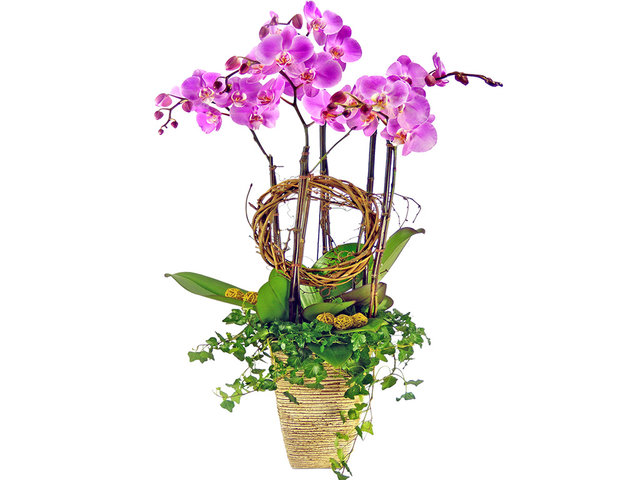 Orchids - Pink Orchids for Five OZ9 - P2138 Photo