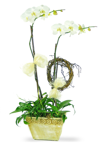 Orchids - Pure Orchid x2 (A) - P2299 Photo