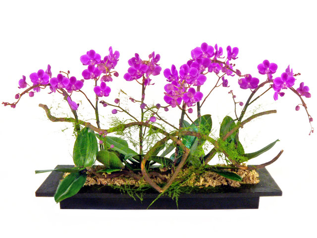 Orchids - Purple Orchid for Six OZ7 - P17128 Photo
