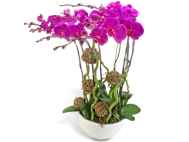 Orchids - Red Orchids x 8 - L63988 Photo