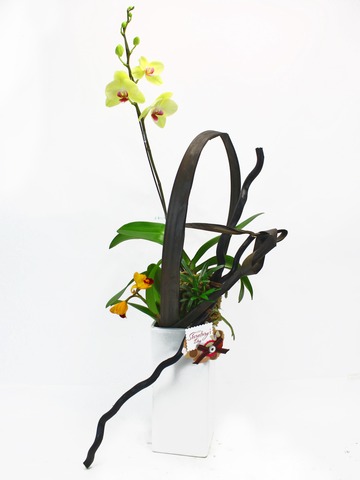 Orchids - Secretary Orchid (2) - L33134 Photo
