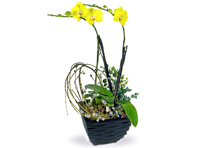 Orchids - Yellow Orchid for Two OZ4 - P16215 Photo
