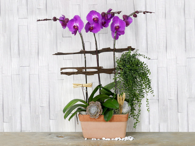 Orchids - ochrids decor plant  PH28 - L76610676 Photo