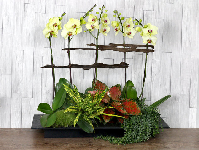 Orchids - ochrids decor plant  R01 - L76610686 Photo