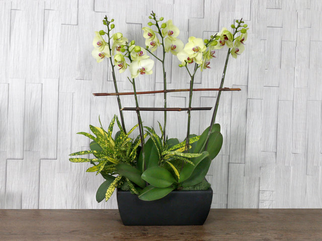 Orchids - ochrids decor plant  R02 - L76610687 Photo