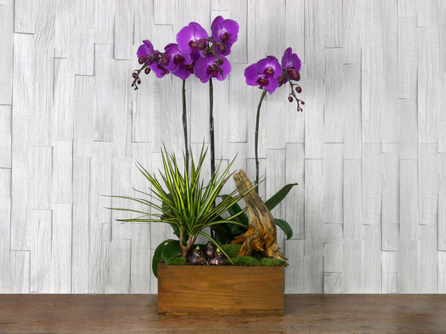 Orchids - ochrids decor plant  R05 - L76610716 Photo