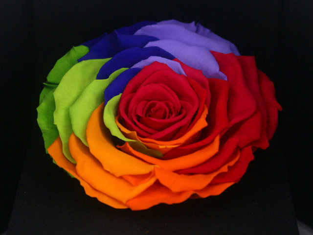 Preserved Forever Flower - Preserved & Dried Flower Box M69 - PX0330A4 Photo