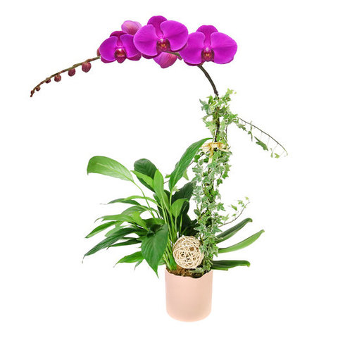 VIP - Single Phalaenopsis Orchid FD007 - VE0224A7 Photo