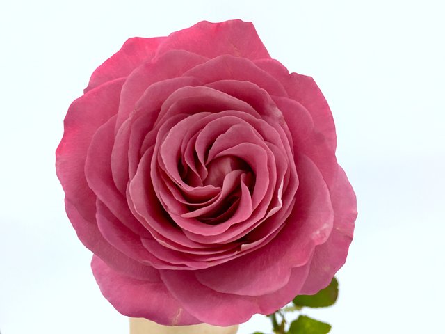 Weekly Import Flower - Limited Edition - Netherlands Bubblegum Rosa Bouquet LEB10 - 1BB0323A1 Photo