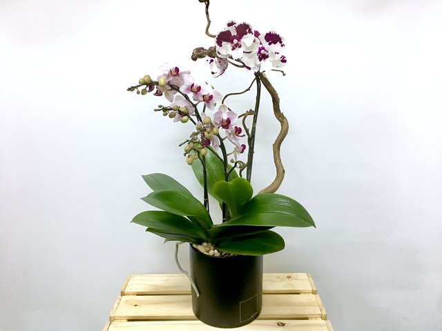 Weekly Import Flower - Limited Edition -Taiwanese 2-colour Orchid LEO03 - 1D0421A1 Photo