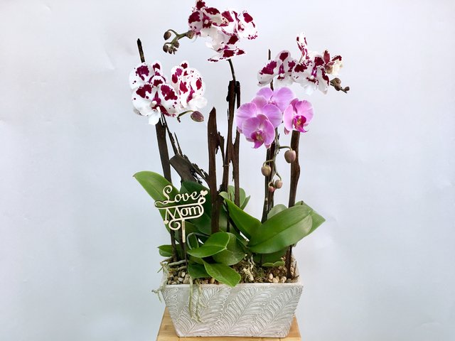 Weekly Import Flower - Mother's Day  -Taiwanese 2-colour Orchid LEO04 - 1D0512A1 Photo