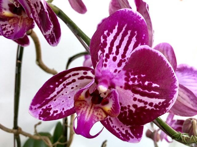 Weekly Import Flower - Mother's Day  -Taiwanese Purple Orchid LEO05 - 1D0512A2 Photo
