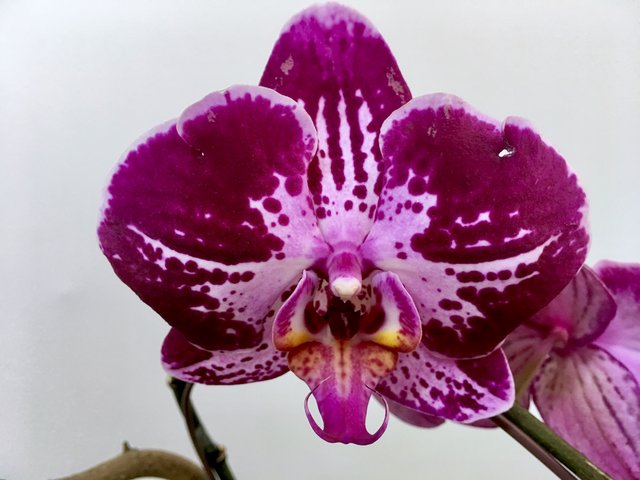 Weekly Import Flower - Mother's Day  -Taiwanese Purple Orchid LEO05 - 1D0512A2 Photo