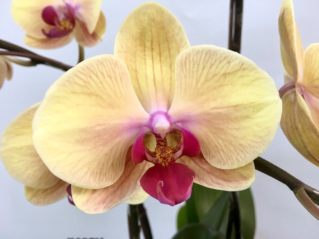 Weekly Import Flower - Mother's Day  -Taiwanese Yellow Orchid LEO06 - 1D0512A3 Photo