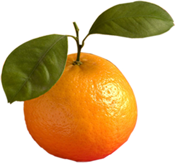potted orange