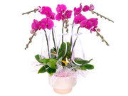 /zh-hans/s/product_short/CRO20106A1