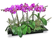 /zh-hans/s/product_short/L76608298