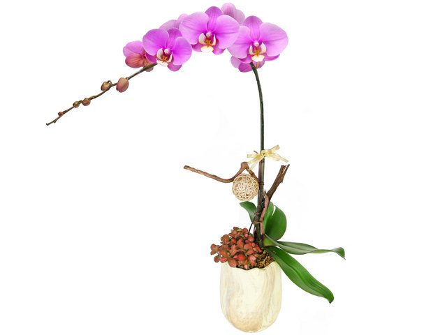 兰花 - 兰花 N4 - OD0713A1 Photo