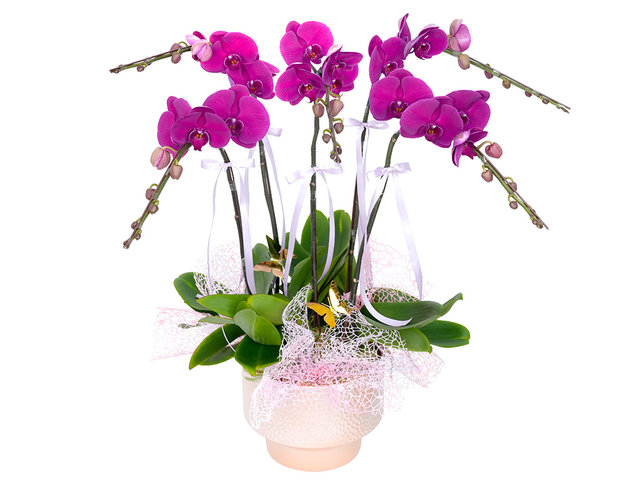 兰花 - 新年贺年兰花5枝 ND65 - CRO20106A1 Photo