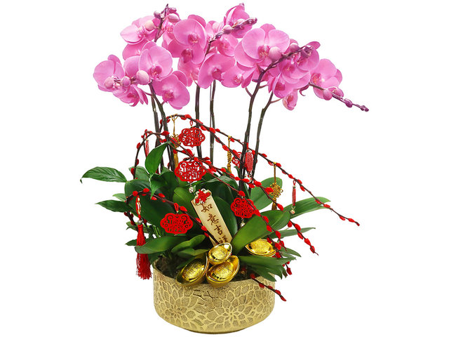 兰花 - 新年贺年蝴蝶兰花6枝 ND67 - CRO20107A2 Photo