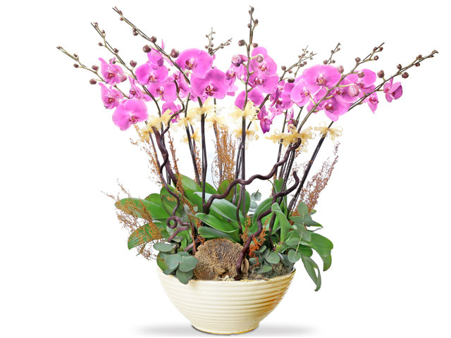 兰花 - 粉红蝴蝶兰巨型兰花摆设12枝 OZ11 - L76604535 Photo