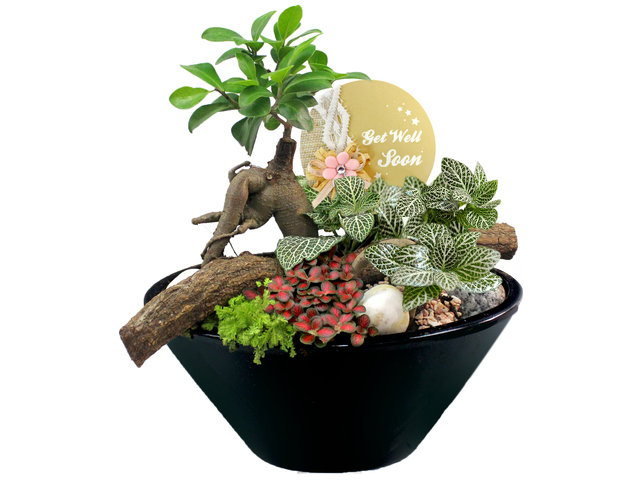 探病康復禮籃 - 盆栽探病植物 m1 - L3123063b Photo