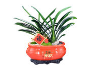 /zh/s/product_short/CF20115A3