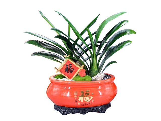 花店植物盤栽 - 招財君子蘭盆栽 AP29 - CF20115A3 Photo
