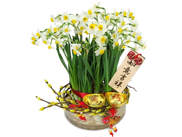 花店植物盤栽 - 賀年水仙盆栽 A1 - CF20125A2 Photo