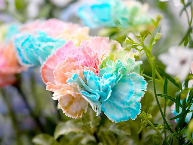 花店花束 - 母親節棉花糖康乃馨花束 AE09 - MR0423A6 Photo