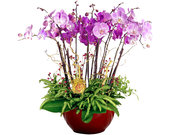 /zh/s/product_short/CRO20107A4