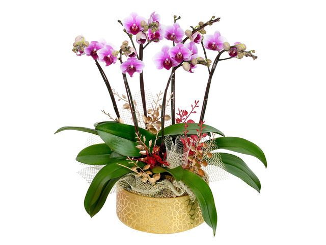 蘭花 - 新年小型蘭花盆栽 ND62 - CRO20105B3 Photo