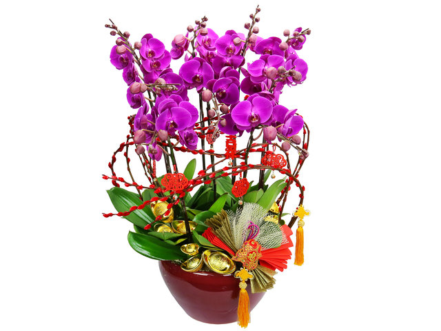 蘭花 - 新年賀年大型蝴蝶蘭花9枝 PL05 - CRO20204A1 Photo