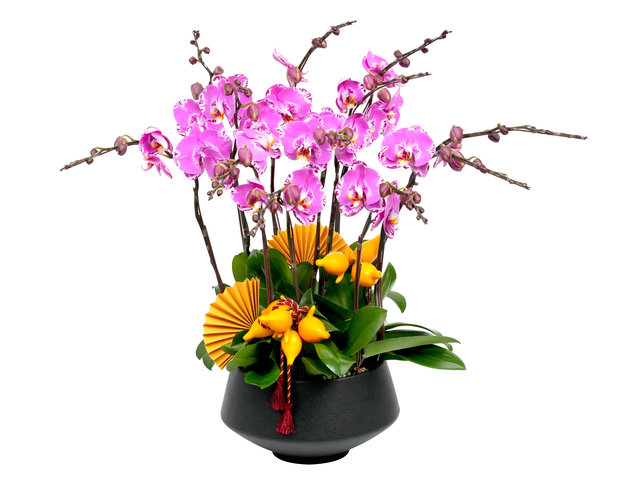 蘭花 - 新年賀年巨型蝴蝶蘭12枝 PL10 - CRO20102A1 Photo