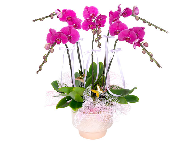 蘭花 - 新年賀年蘭花5枝 ND65 - CRO20106A1 Photo