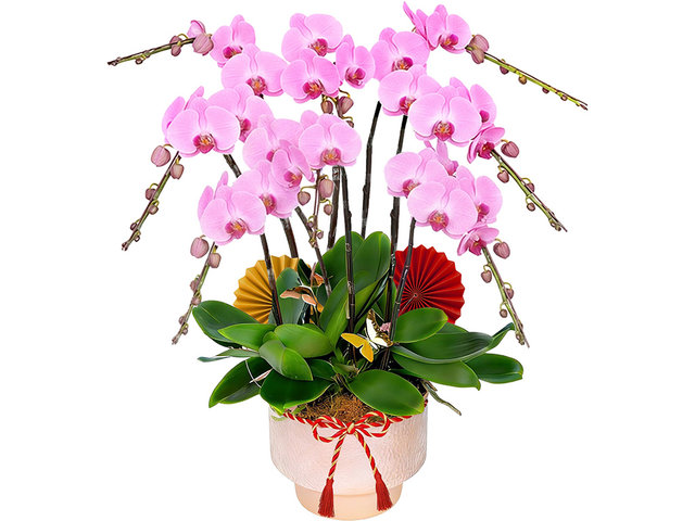 蘭花 - 新年賀年蘭花8枝 ND69 - CRO20109A2 Photo