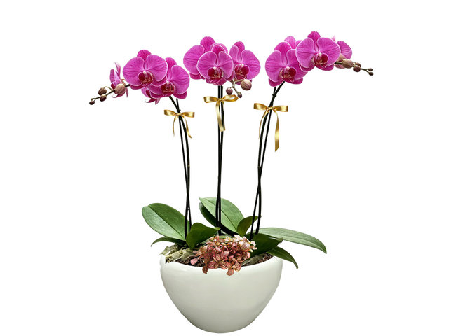 蘭花 - 精美蝴蝶蘭3枝 ND64 - OD1204A1 Photo